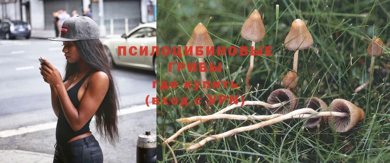 Галлюциногенные грибы Psilocybine cubensis  Лысково 